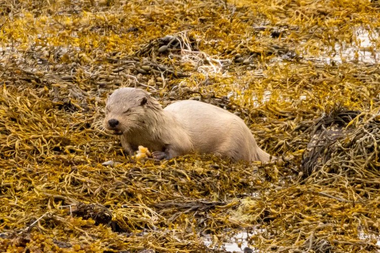 Shetland otter resting in seaweed.