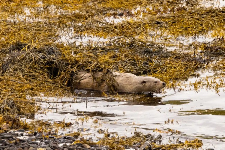 Shetland otter swimming through seaweed on the coast.