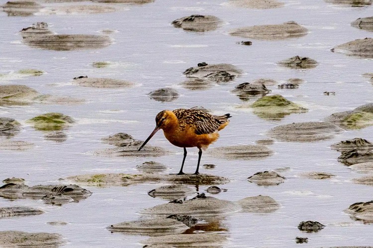 Bar-tailed Godwit wading in shallow water on Shetland, looking for food. Mainland & Mousa wildlife.