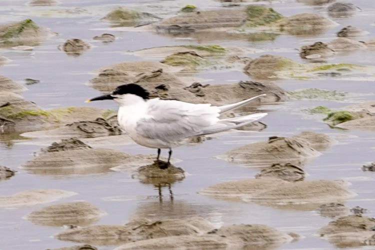 Shetland Sandwich Tern perched on a rock in shallow water.