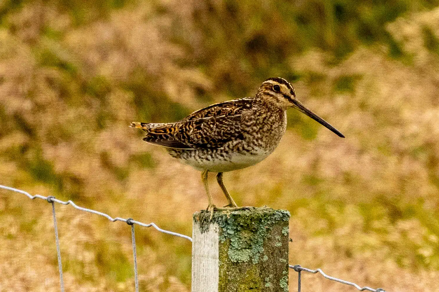 Snipe bird perched on a mossy post in Shetland. Mainland & Mousa wildlife.