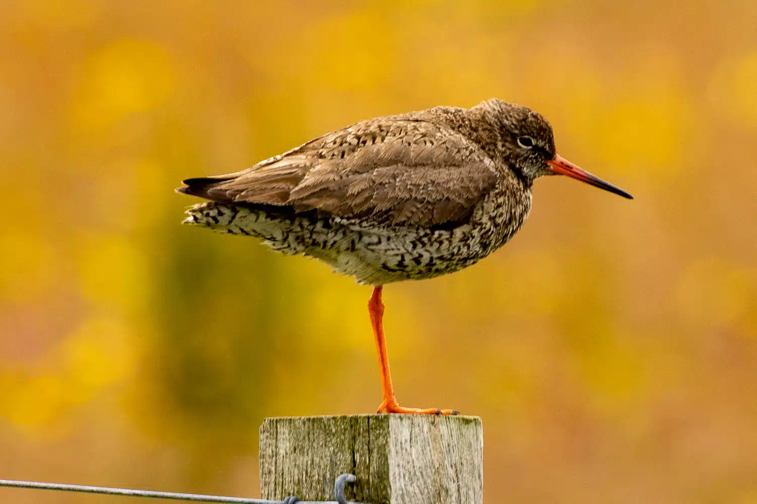 Redshank bird perched on a wooden post, Shetland wildlife.