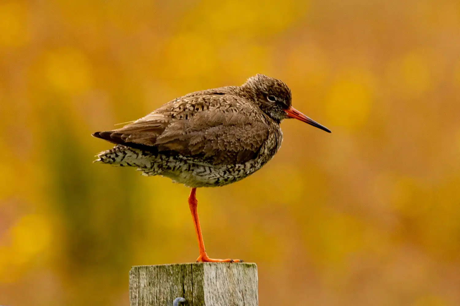 Redshank bird perched on a post in Shetland. Mainland & Mousa wildlife.