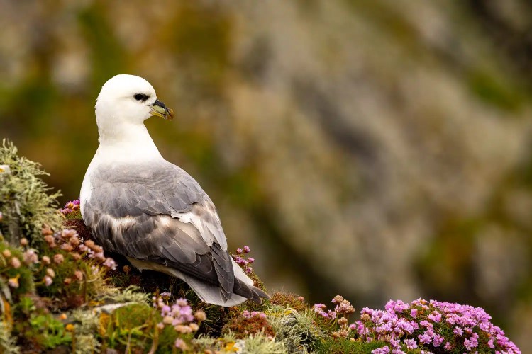 Northern Fulmar perched on a cliff with pink flowers in Shetland. Mainland & Mousa wildlife.