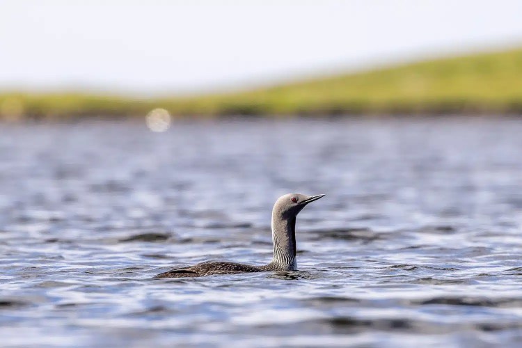 Red-throated diver swimming in water near Shetland, showcasing Shetland wildlife.
