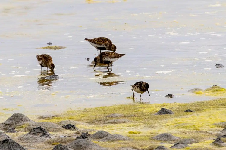 Dunlin birds foraging in shallow water with yellow algae, Shetland wildlife.