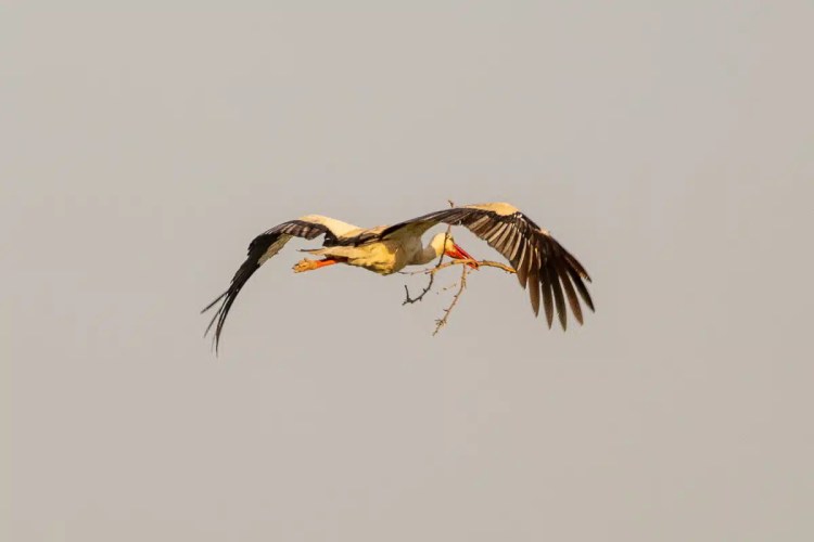 Stork in flight carrying nesting material, Madrid birding.