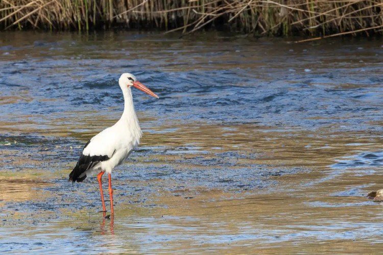 White stork wading in a shallow river near Madrid. Cheeky birding find.