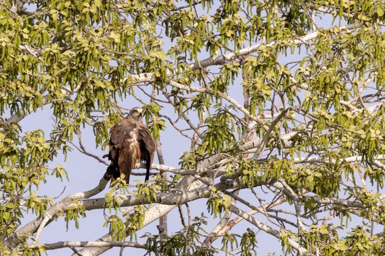 Black kite perched on a branch in Madrid. Birding in Madrid blog content.