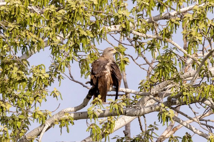 Black kite perched in a tree in Madrid. "Cheeky Birding in Madrid.