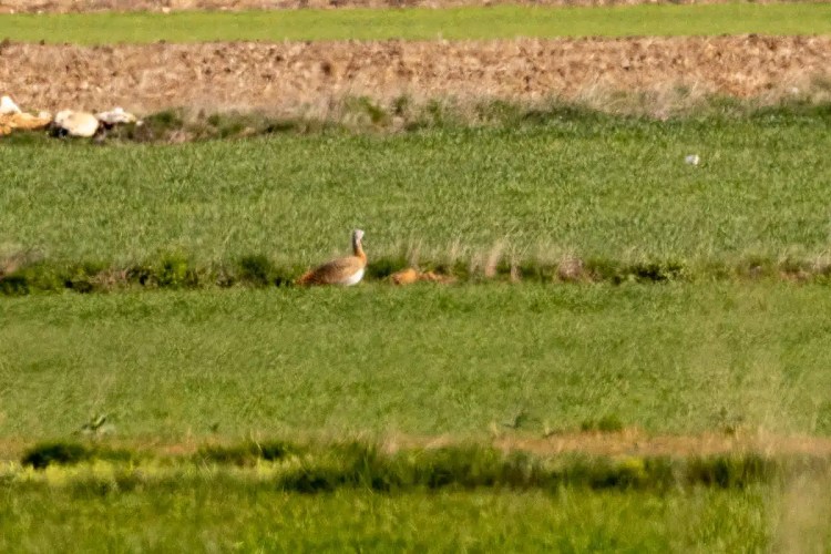 Great Bustard bird in a grassy field near Madrid, as seen during cheeky birding.
