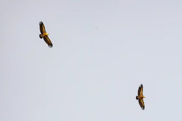 Two griffon vultures soaring in the sky above Madrid, as seen during cheeky birding.