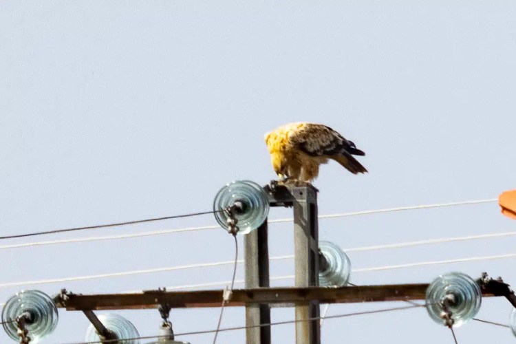 Eagle perched on a power pole in Madrid. Cheeky birding!