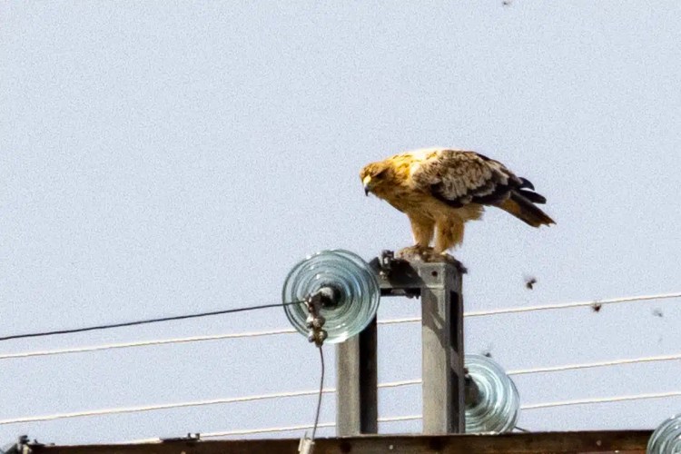 Eagle perched on a utility pole in Madrid. "Cheeky Birding in Madrid" blog content.
