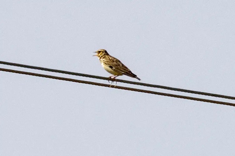 Skylark perched on a wire, singing. Birding in Madrid.