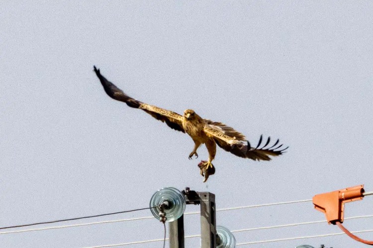 Eagle landing on a utility pole with prey in its talons, Madrid birding.
