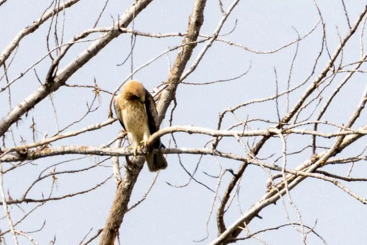 Bird perched on a branch in Madrid, possibly related to "Cheeky Birding in Madrid.