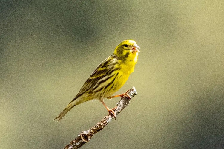 Yellow canary perched on a branch. "Cheeky Birding in Madrid" blog content.