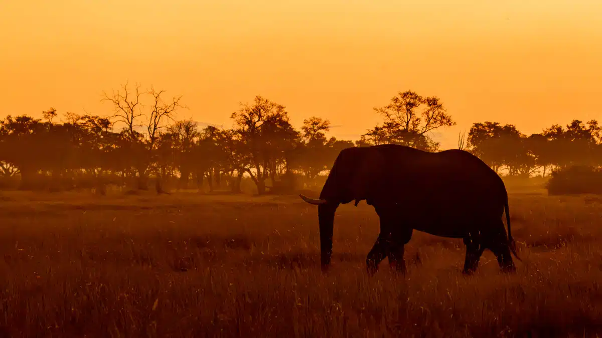 Elephant silhouette in Moremi National Park, Botswana, at sunset.