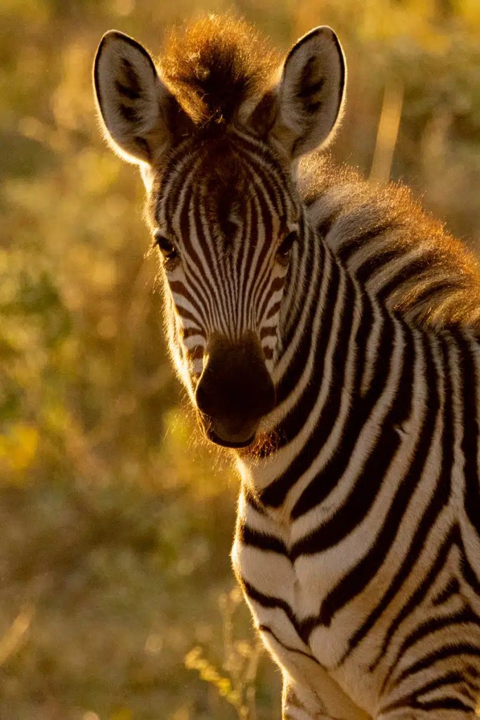 White-tailed eagle soaring over a golden hillside against a stormy sky.