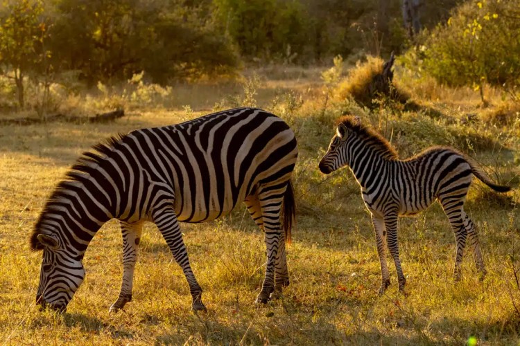 White-tailed eagle soaring over a golden hillside against a stormy sky.