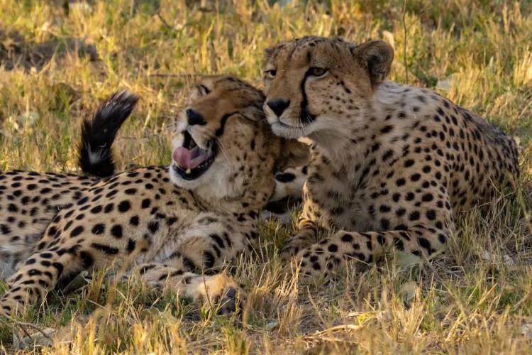 Two cheetahs resting in the grass in Moremi National Park, Botswana. One cheetah is yawning.