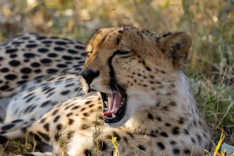 Cheetah yawns while resting in Moremi National Park, Botswana.