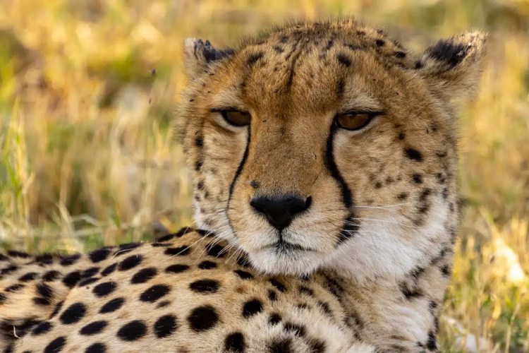 Cheetah resting in Moremi National Park, Botswana.