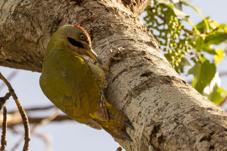 Olive-backed woodpecker with red crown clinging to a tree in Morocco.