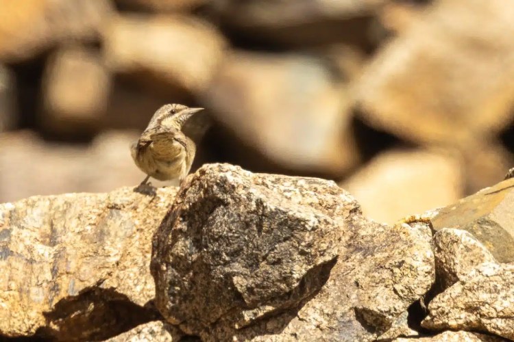 Bird perched on rocks in Morocco. Birding in Morocco blog photo.