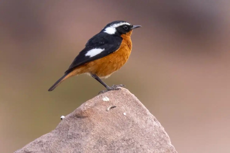 Moussier's Redstart bird perched on a rock during birding in Morocco.