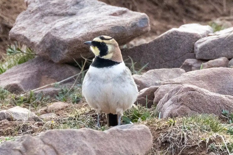 Horned lark in Morocco perched among rocks. Birding in Morocco offers sights like this beautiful bird.