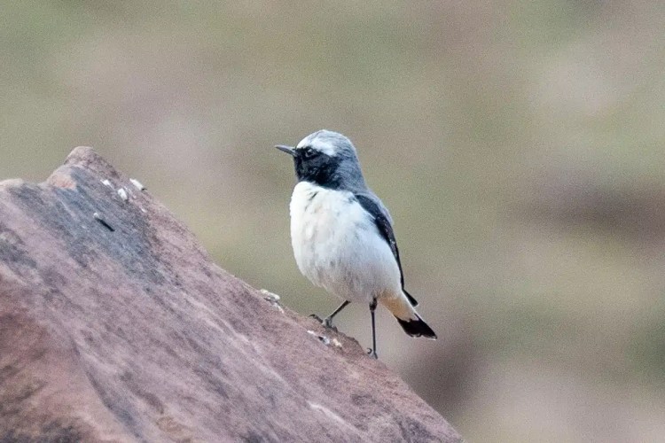 Moussier's Wheatear bird perched on a rock in Morocco. Birding in Morocco.