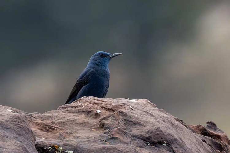 Blue Rock Thrush perched on a rock in Morocco, a birding highlight.