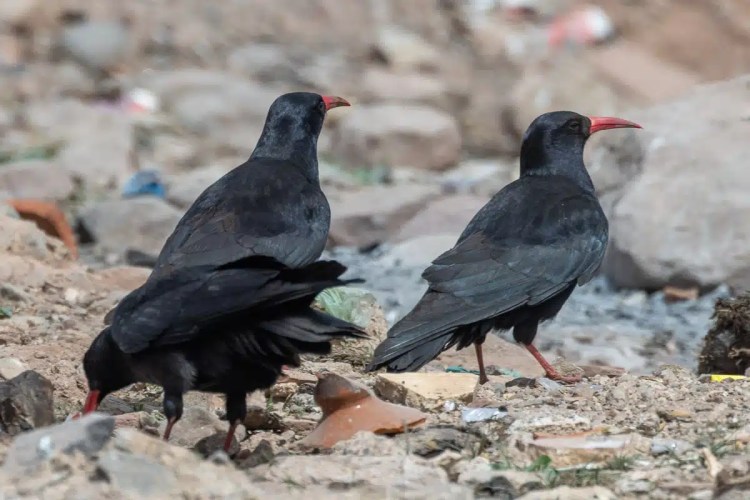 Two Red-billed Choughs in Morocco foraging on rocky ground. Birding in Morocco.
