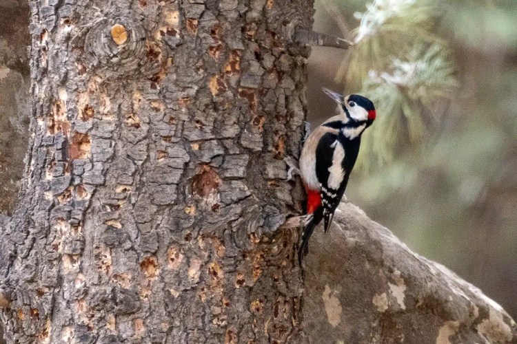 Great Spotted Woodpecker on a tree trunk, a bird seen while birding in Morocco.