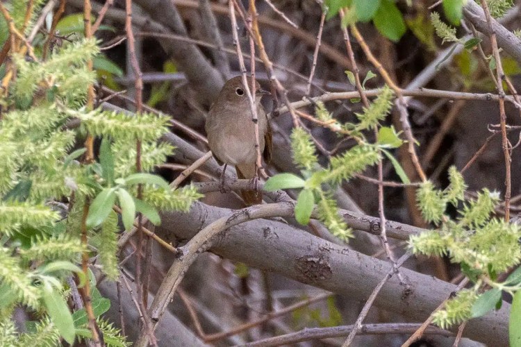 Bird in Morocco: A small brown bird perches on a branch amidst green foliage.