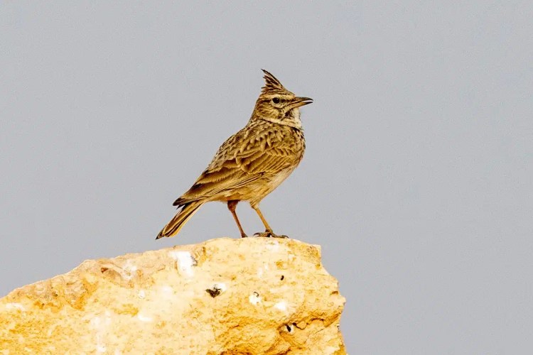 Crested lark perched on a rock in Morocco. Birding in Morocco.