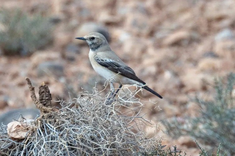 Birding in Morocco: A pale wheatear perched on a dry bush in a rocky landscape.