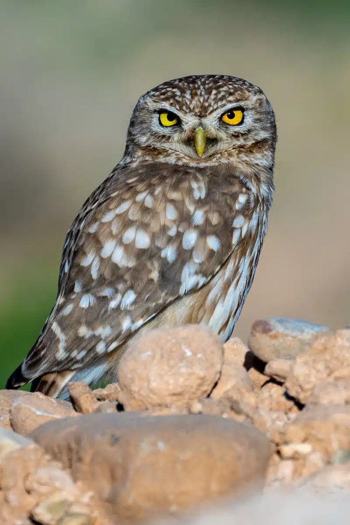 Little Owl perched on rocks in Morocco. Birding in Morocco.