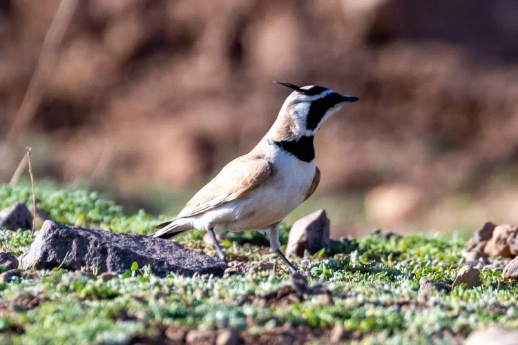 Horned lark in Morocco. A ground-dwelling bird with a black bib and distinctive horn-like feathers on its head.