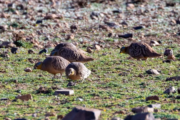Four Crowned Sandgrouse foraging on rocky ground in Morocco. Birding in Morocco.