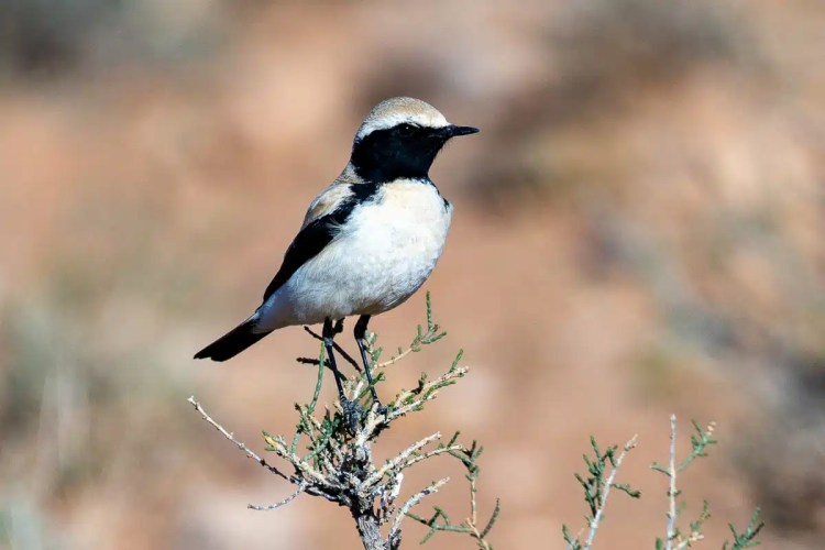 Black-throated wheatear perched on a branch. Birding in Morocco.