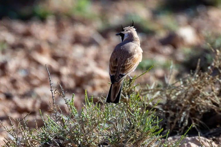Crested lark perched on a bush in Morocco. Birding in Morocco.