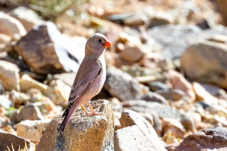 Pale Rockfinch perched on a rock in Morocco. Birding in Morocco.