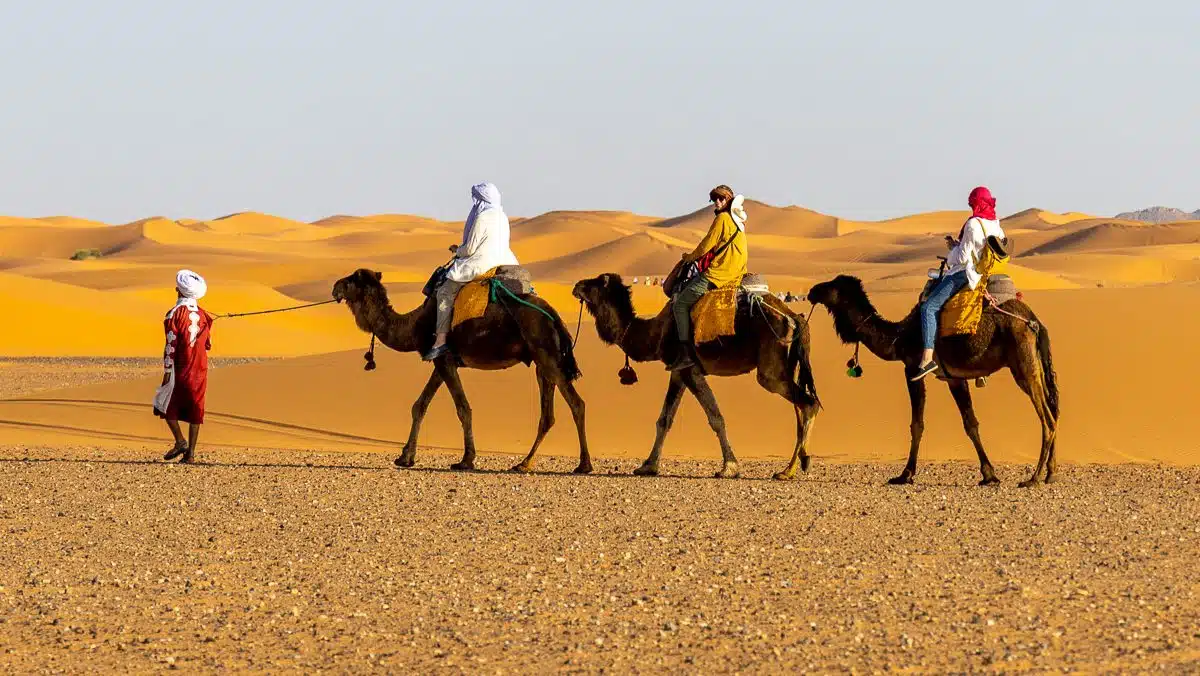 Camel caravan in Morocco desert with tourists.