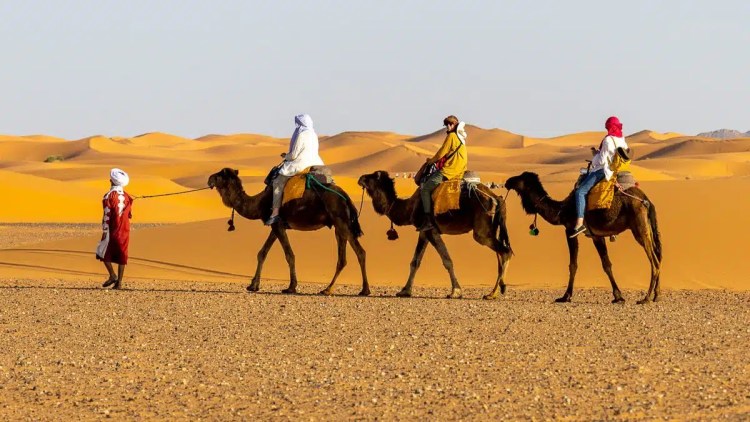 Camel caravan in Morocco desert with tourists.