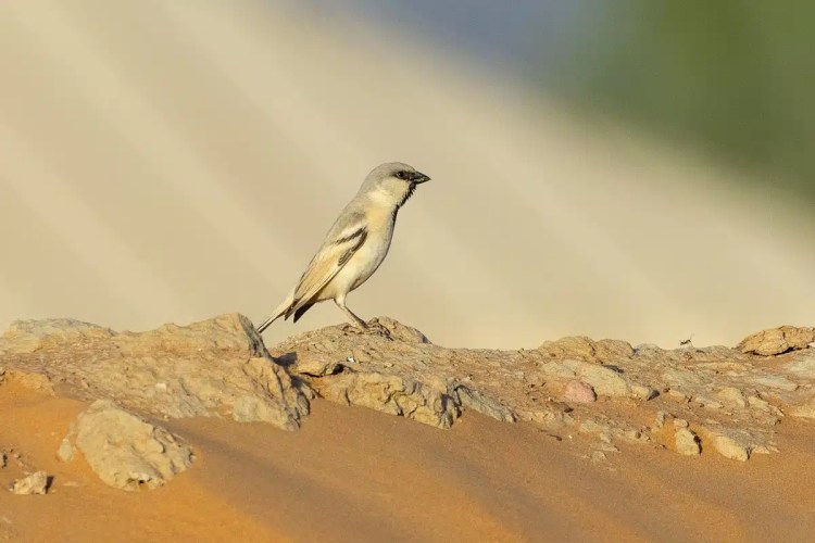 Pale Rockfinch perched on rocks in Morocco. Birding in Morocco.