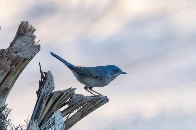 Grey bird perched on a branch in Morocco. Birding in Morocco.