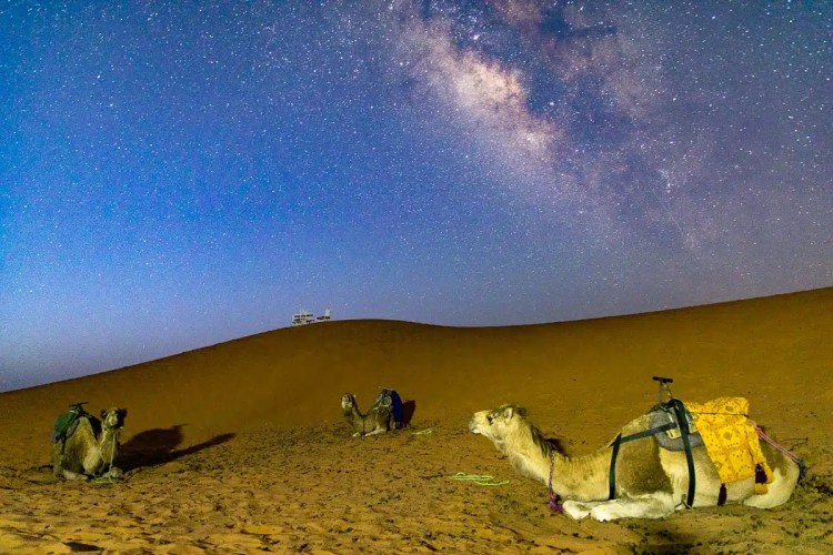 Camels rest under a starry night sky in the Moroccan desert. Birding in Morocco offers unique views.